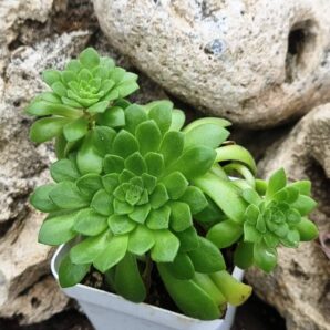 Aeonium Cupcake