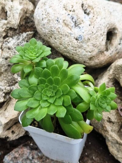 Aeonium Cupcake