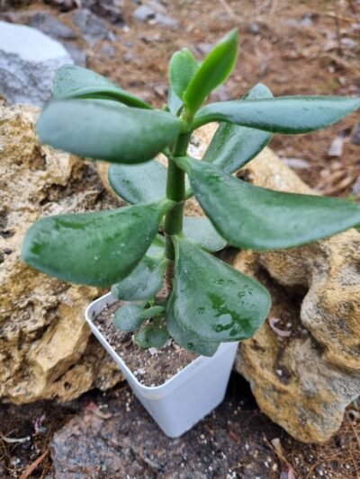 Crsassula ovata (Грошове дерево) - Зображення 3