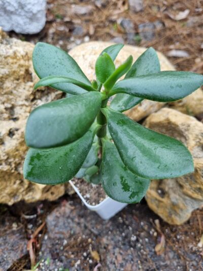 Crsassula ovata (Грошове дерево) - Зображення 2