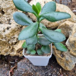 Crsassula ovata (Грошове дерево)