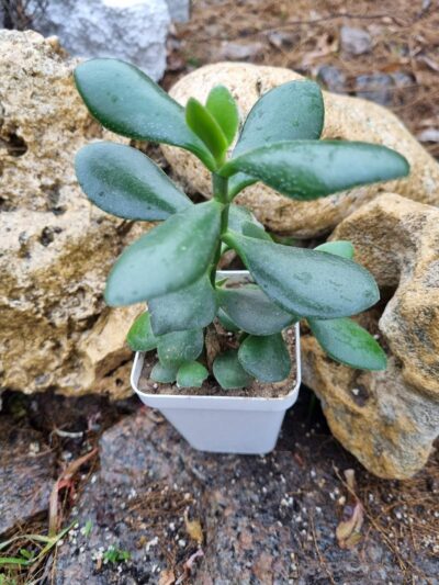 Crsassula ovata (Грошове дерево)