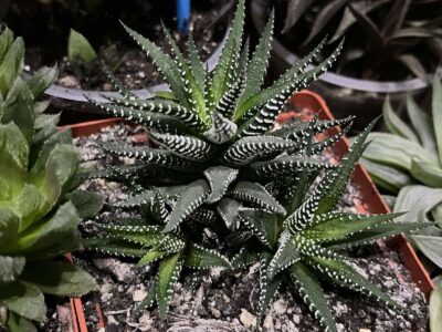 Haworthia fasciata 3 головы - Зображення 3