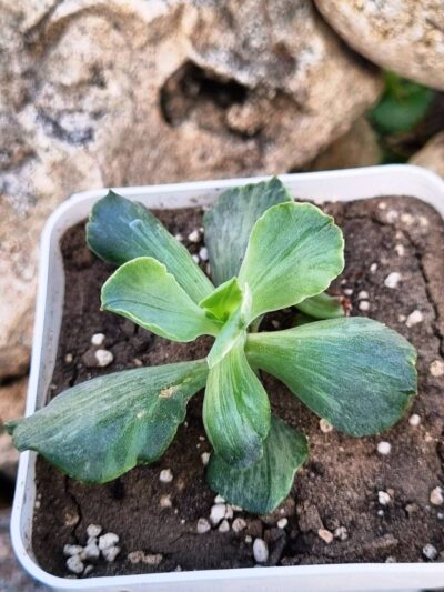 Echeveria Tiara Gold var - Зображення 4