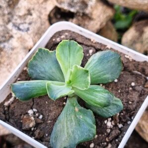 Echeveria Tiara Gold var