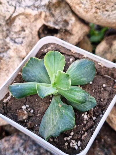 Echeveria Tiara Gold var