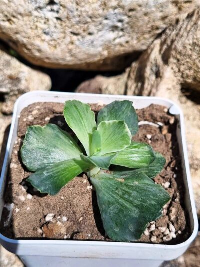Echeveria Tiara Gold var - Зображення 2