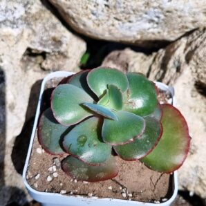 Echeveria Double Delight
