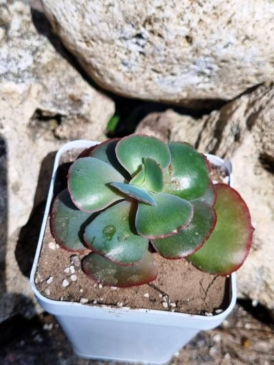 Echeveria Double Delight