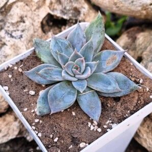Echeveria