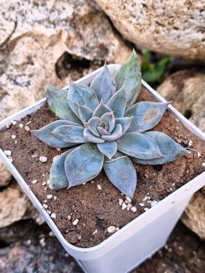 Echeveria