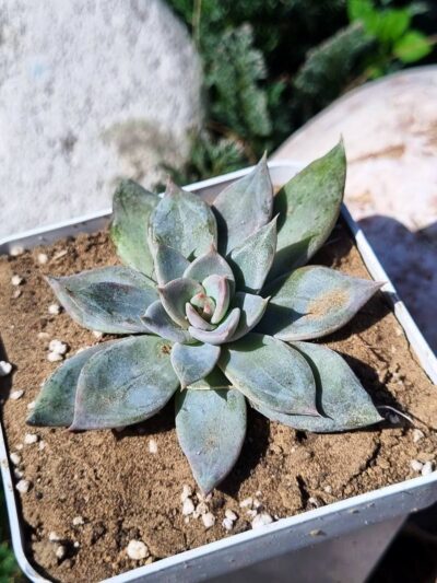 Echeveria - Зображення 2