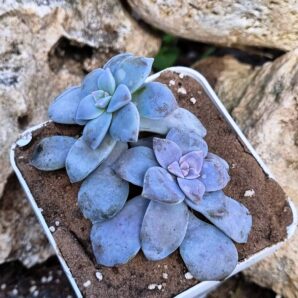 Graptopetalum Superbum