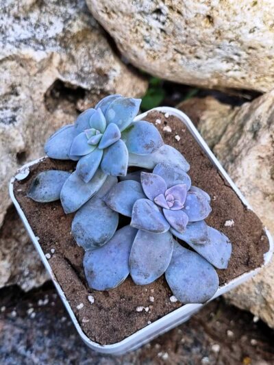 Graptopetalum Superbum