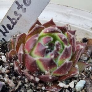 Sempervivum "HEBSTER"