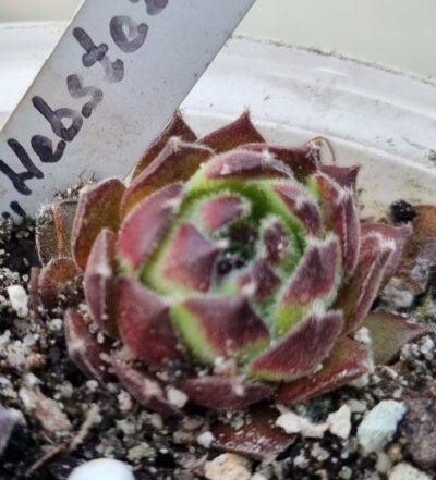 Sempervivum "HEBSTER"