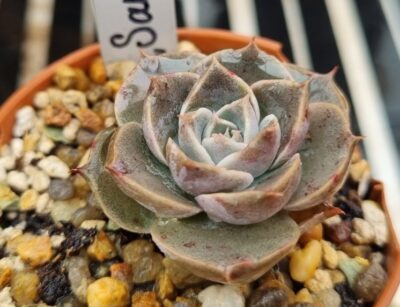 Echeveria "SANTARINA" - Зображення 2