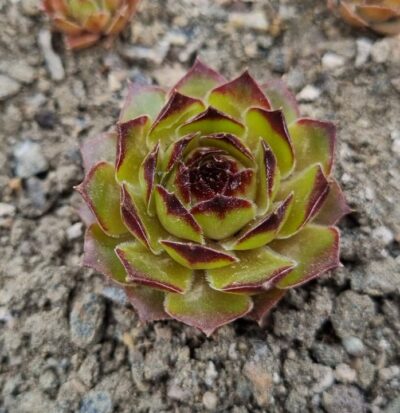 Sempervivum "LUMINOSITY" - Зображення 3