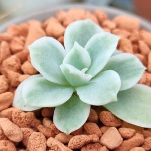 Echeveria "LEMON ROSE" variegata