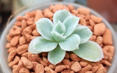 Echeveria "LEMON ROSE" variegata