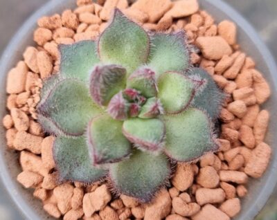 ECHEVERIA "HARMSII" hybr. - Зображення 3