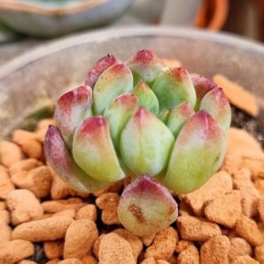 Echeveria "BLUE ELF"/"BLUE APPLE"