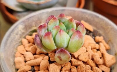 Echeveria "BLUE ELF"/"BLUE APPLE"