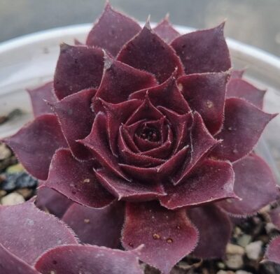Sempervivum "PIP" - Зображення 2