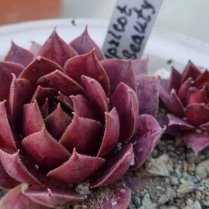 Sempervivum "APRICOT BEAUTY" | 92