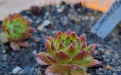 Sempervivum "LIMONELLA" - Зображення 2