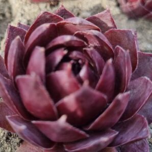 Sempervivum "BELLA MEADE"