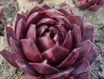 Sempervivum "BELLA MEADE"