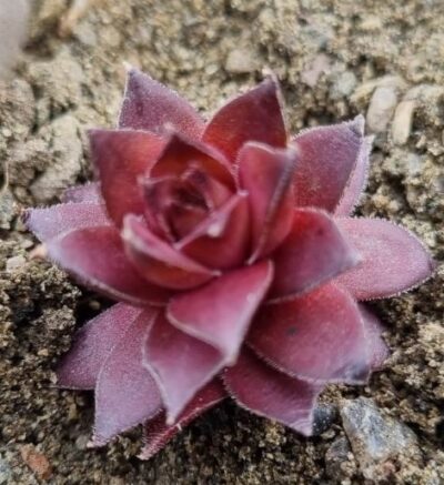 Sempervivum "PACIFIC SONATA" - Зображення 3