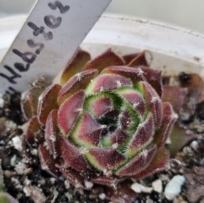 Sempervivum "HEBSTER" - Зображення 2