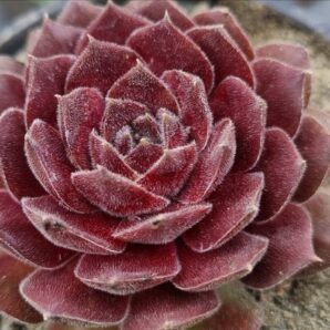 Sempervivum "TART"