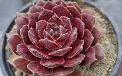Sempervivum "TART"