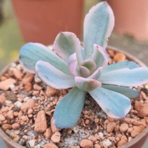 Echeveria "HOLWAYI" variegata