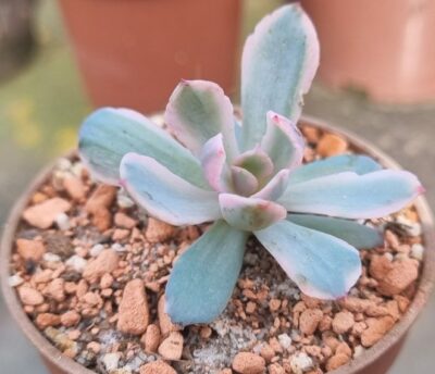 Echeveria "HOLWAYI" variegata