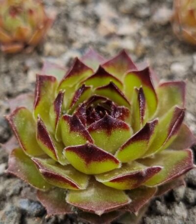 Sempervivum "LUMINOSITY"