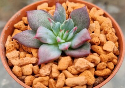Echeveria "MIRACLE GOLD" variegata - Зображення 3