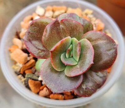 Echeveria "BENNETT GOLD" var. - Зображення 3