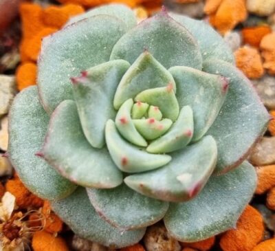 Echeveria "DANCING BIRD" Var. - Зображення 3