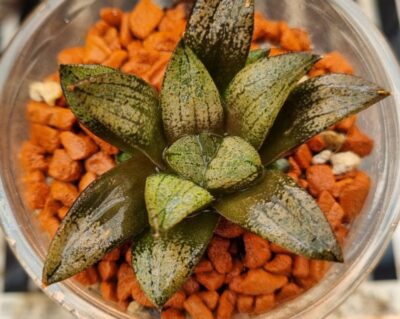 Haworthia "SCHULTIANA X RETUSA X COMPTONIANA" - Зображення 2