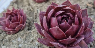 Sempervivum "BELLA MEADE" - Зображення 2