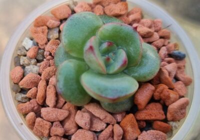 ECHEVERIA "SENSATION" - Зображення 2