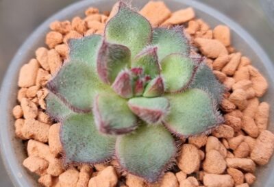 ECHEVERIA "HARMSII" hybr. - Зображення 2