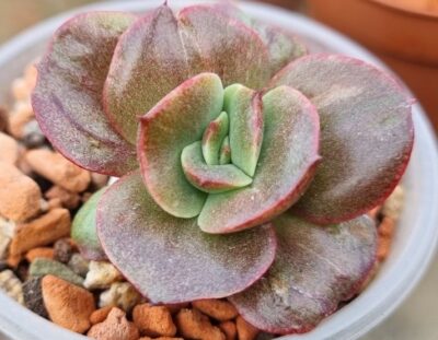 Echeveria "BENNETT GOLD" var. - Зображення 2