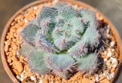 ECHEVERIA "HARMSII" - Зображення 3