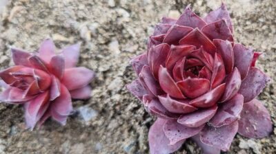 Sempervivum "PACIFIC SONATA" - Зображення 2