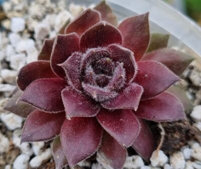 Sempervivum "TART" - Зображення 3